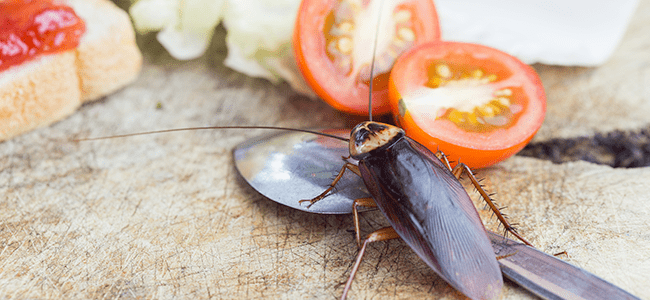 Kakerlakker i køkkenet