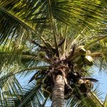 Palmeblad tallerkner – Kundernes favoritter
